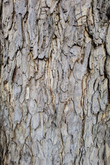 close up of tree bark texture for background