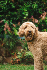 Relaxed Groodle mixed-breed dog, also known as Golden Doodle (Poodle Golden Retriever Cross) in garden setting