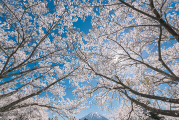 サクラのハート