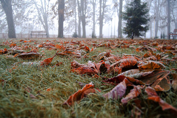Autumn details. Beautiful close up view of a leaf in fall color.
