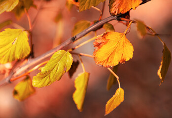 Autumn details. Beautiful close up view of a leaf in fall color.