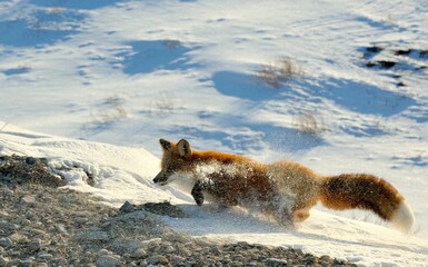Red fox, Vulpes vulpes in a winter