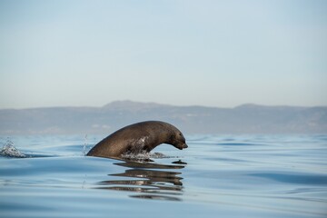 Obraz premium Jumping Cape fur seal (Arctocephalus pusillus pusillus) Adult brown seal swimming on water surface. Seals swim and jumping out of water . False Bay, Simon's Town South Africa.