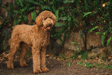 Young Groodle mixed-breed dog, also known as Golden Doodle, in pretty backyard setting