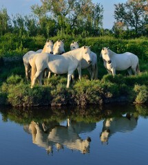 Portrait of the White Camargue Horses reflected in the water. - obrazy, fototapety, plakaty