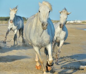 Herd of White Camargue Horses running on the sandy beach. Front view.  Parc Regional de Camargue - Provence, France
