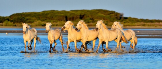 Herd of White Camargue horses run on the water. Sunset light. Summer season. France.