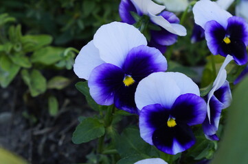 Fototapeta na wymiar purple flower pansies