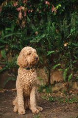 Relaxed Groodle mixed-breed dog, also known as Golden Doodle (Poodle Golden Retriever Cross) in garden setting