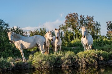 Naklejka premium Portrait of the White Camargue Horses on the natural green background.