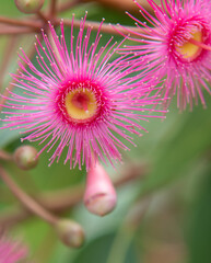 Gum Tree Flowers