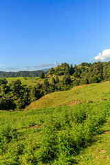 Fototapeta na wymiar Nature green hills with blue sky in New Zealand