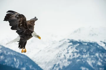 Tuinposter Bald Eagle ( Haliaeetus leucocephalus ) landed on snow © Uryadnikov Sergey