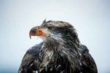 The Bald eagle ( Haliaeetus leucocephalus ) close up portrait