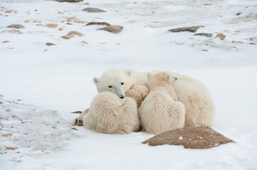 Polar she-bear with cubs. A Polar she-bear with two small bear cubs on the snow.