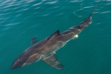 Fototapeta premium Great White shark (Carcharodon carcharias) in the water.