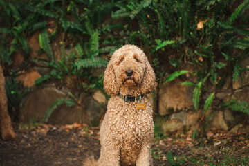 Relaxed Groodle mixed-breed dog, also known as Golden Doodle (Poodle Golden Retriever Cross) in garden setting