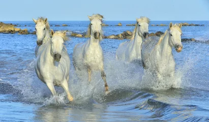 Poster Lichtblauw Kudde witte Camargue-paarden die op het water lopen.