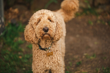 Relaxed Groodle mixed-breed dog, also known as Golden Doodle (Poodle Golden Retriever Cross) in...