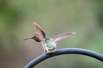 Hummingbird perched on garden iron trellis in Ventura California United States