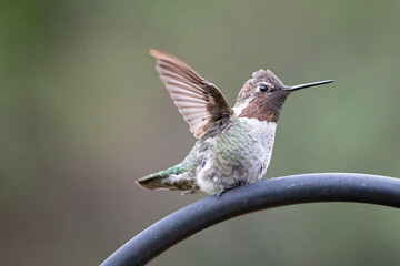 Hummingbird spreading wings on perch in Oxnard California United States