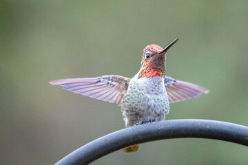 Fototapeta na wymiar Hummingbird perching with outspread wings in Port Hueneme California United States