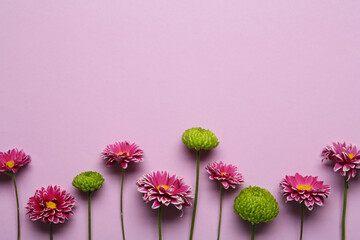 Beautiful chrysanthemum flowers on pale pink background, flat lay. Space for text
