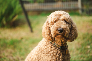 Relaxed Groodle mixed-breed dog, also known as Golden Doodle (Poodle Golden Retriever Cross) in...