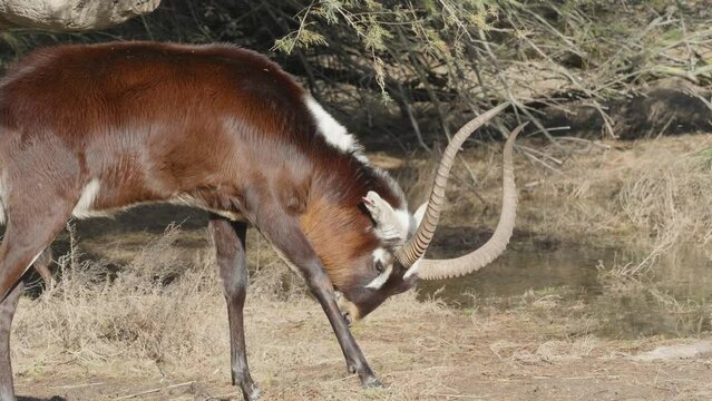 The sable antelope (Hippotragus niger) is an antelope which inhabits wooded savanna in East and Southern Africa