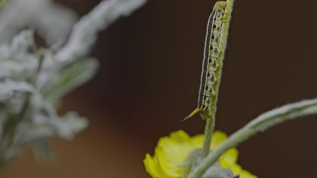 Tomato hornworm catepillar with writhing body slowly moving upwards over a branch with in the background a yellow flower in Phoenix. Close up shot