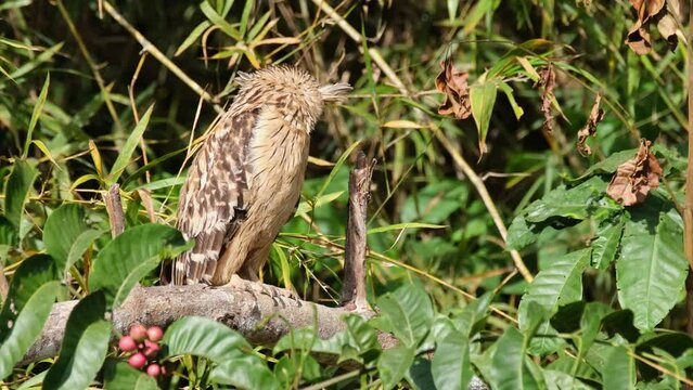 Buffy Fish Owl, Ketupa ketupu seen perched on a branch of a fruiting tree as it preens its left wing backside then looks up,  Khao Yai National Park, Thailand.