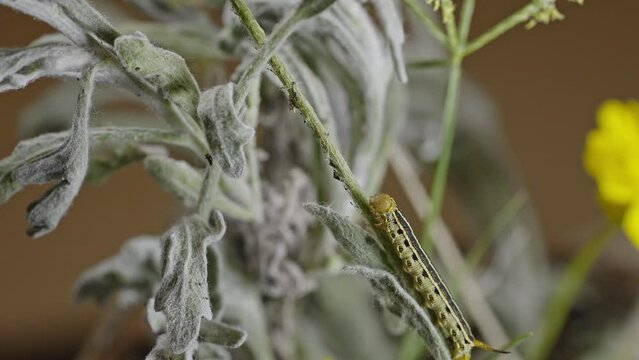 Yellow tomato hornworm caterpillar looking around while sitting on a green diagonal branch. Medium shot