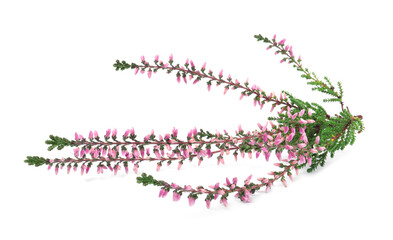 Branch of heather with beautiful flowers isolated on white