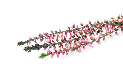 Branches of heather with beautiful flowers on white background
