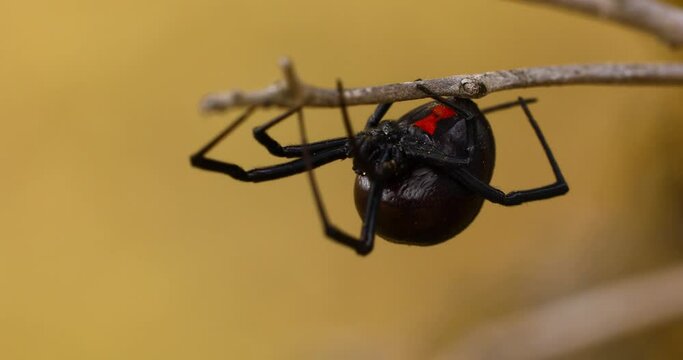 Static close up macro shot of a black widow spider on a branch.