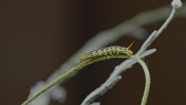 Yellow tomato hornworm caterpillar moving itself foreward by stretching its body over a circling green branch.Medium shot