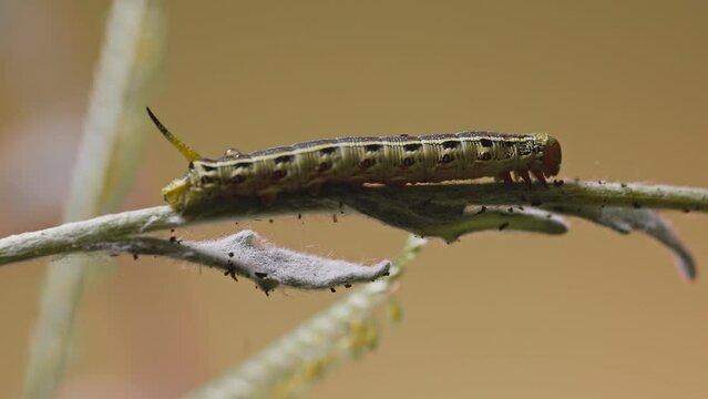 Yellow tomato hornworm caterpillar sitting on a branch full of aphids eating quietly. Medium shot