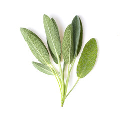 Sage herb leaves isolated on white