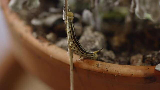 Yellow tomato hornworm caterpillar crawls from edge of flower pot to a vertical branch by retracting and extending its body. Close-up shot