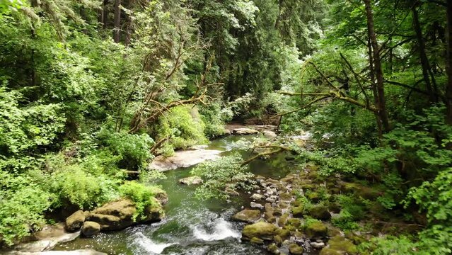 Walking inside wild natural forest, scenery landscape with green vibrant vegetation and clean rocky river.
Aerial, smooth shot of Lacamas Park in Washington United States