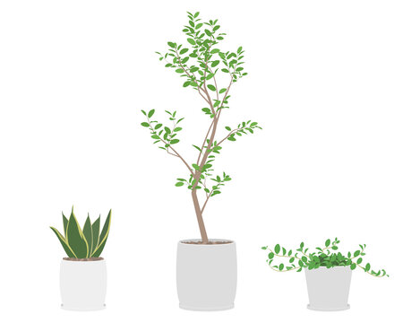 Vector illustration of house plants in pots isolated on background.	