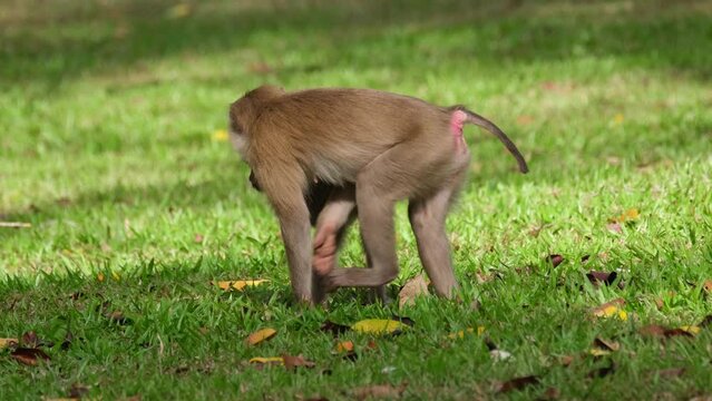 Northern Pig-tailed Macaque, Macaca leonina seen scratching its butt while its baby is under her as seen in Khao Yai National Park, Thailand.