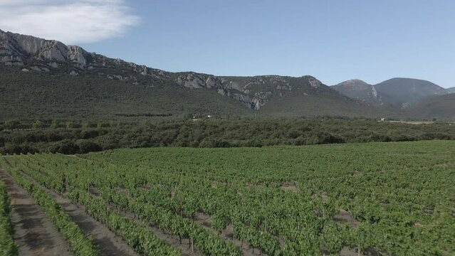 Lush vineyard flyover in Pyrenees-Orientales wine region of France