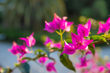Fototapeta na wymiar Flowers Bougainvillea tropical bush in garden against blue sky. Bright beautiful pink purple ornamental climbing plant Bougainvillea glabra that widely cultivated in tropics.