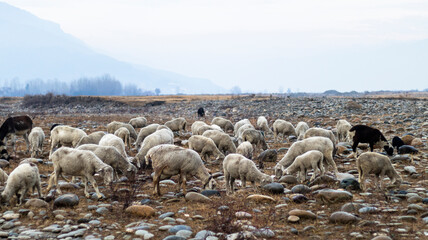 Flock of sheep herding in the wild