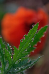 Dew drops on carved green poppy leaves