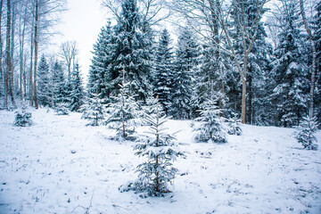 A beautiful snowy forest during an overcast day. Winter landscape of Northern Europe woodlands.