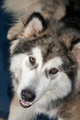 Bright brown eyes of a malamute boy. Young cute animal portrait with white lovely snout and fluffy ears. Selective focus on the details, blurred background.