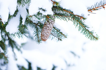 Winter background, close up of frosted green pine spruce branch on a snowing day with cone on the tree. High quality horizontal photo