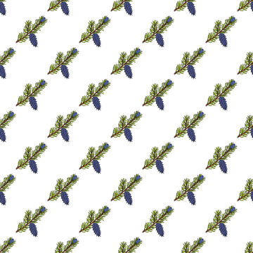 Seamless pattern with Bristlecone pine, Pinus longaeva